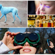 Ilustración para el artículo titulado Gafas solares falsas, pestañas LED peligrosas, perros azules en la India. Lo mejor de la semana